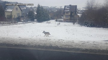 Wilk biegał po wsi w Małopolsce. Mieszkańcy: "nie pierwszy raz"