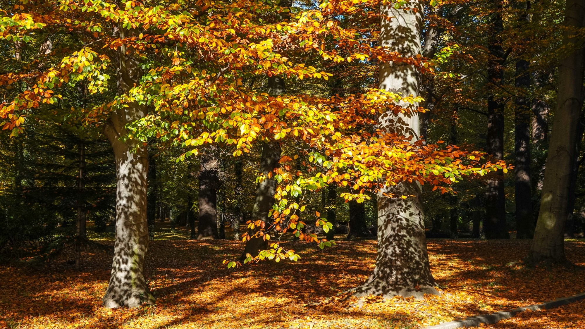 Wszystkie barwy jesieni - zdjęcie 60