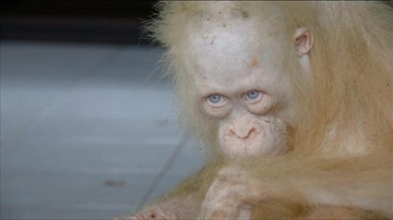 Orangutan-albinos wraca do zdrowia. Uratowany z rąk kłusowników