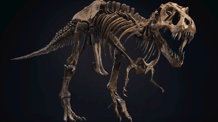 Szkielet tyranozaura sprzedany za rekordową kwotę