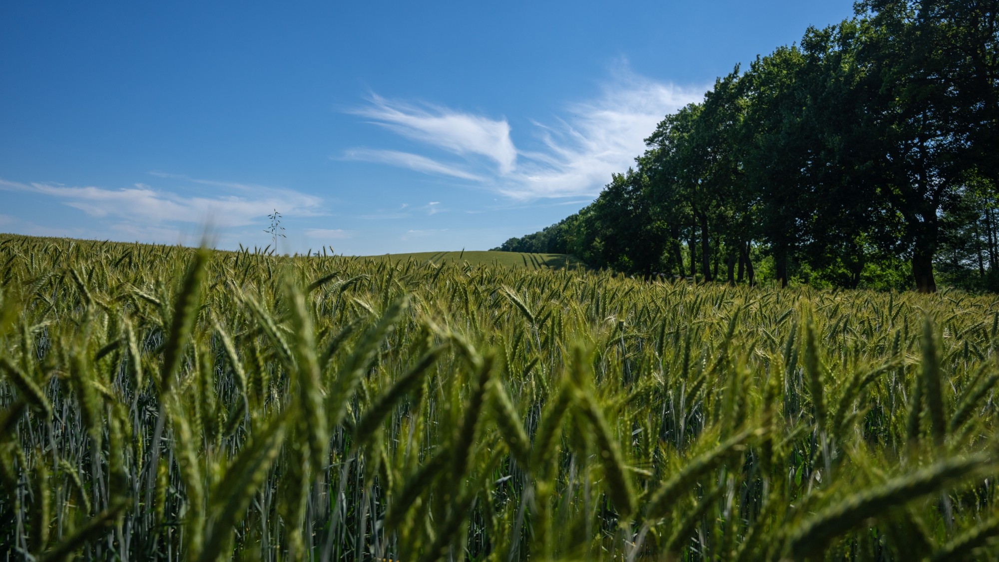 Kolory lata - zdjęcie 42