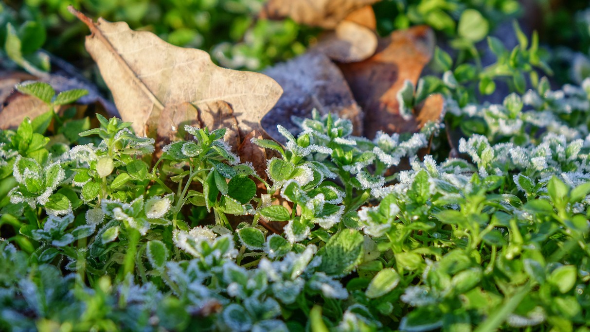 Styczeń w obiektywie - zdjęcie 20