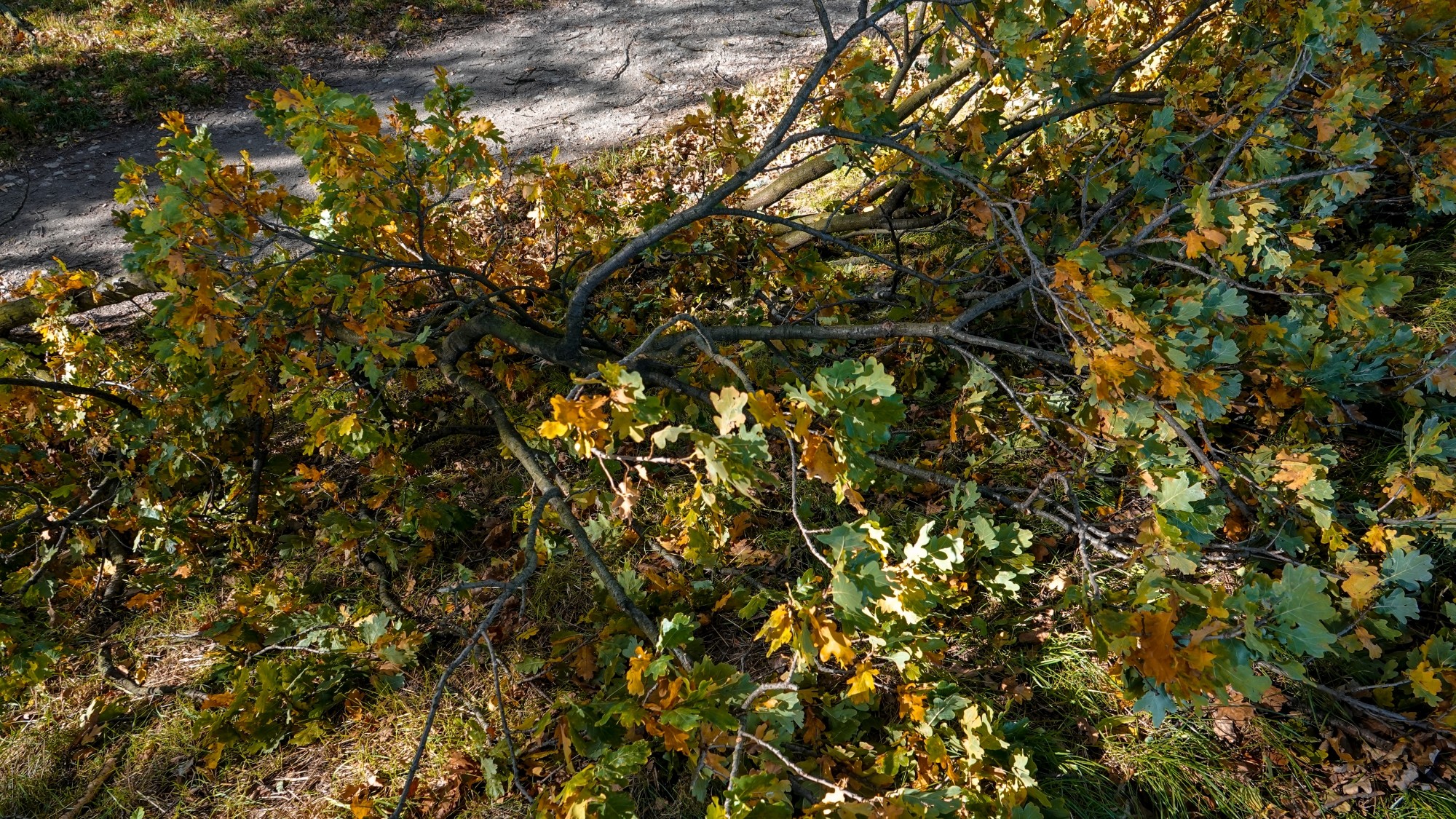 Wichura w Polsce - zdjęcie 25