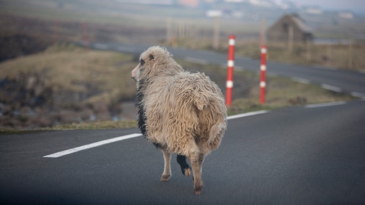 Sheep View, czyli owce kręcą filmy, by wypromować wyspy