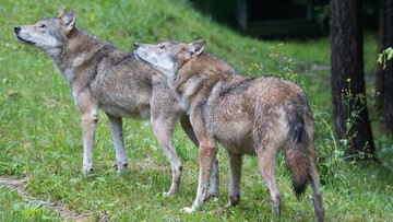 Wilki coraz groźniejsze na Podhalu. Rozszarpują owce przy bacówkach i w zagrodach