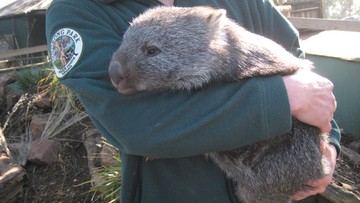 Internauci opłakują ulubionego wombata