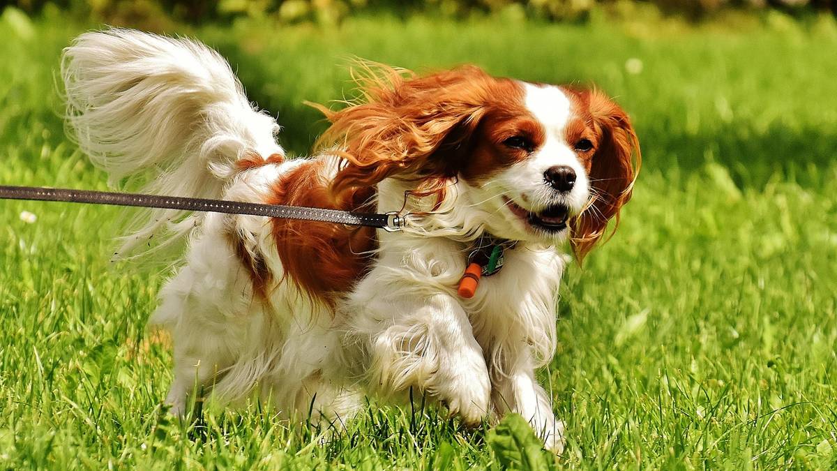 Cavalier King Charles spaniel