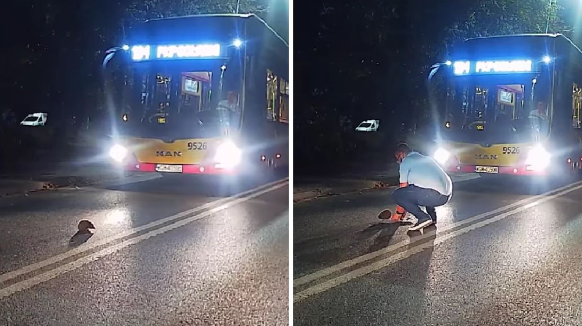 Warszawa: Jeż mógł zginąć pod kołami autobusu. Internauci zachwyceni postawą kierowcy MZA