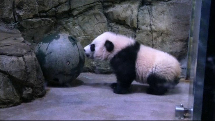 Debiut 5-miesięcznej pandy w waszyngtońskim zoo