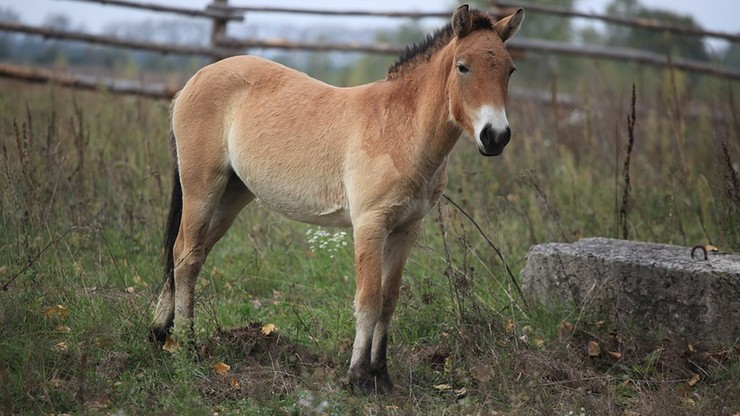 Węgry. Populacja koni Przewalskiego rozrosła się, potrzebna antykoncepcja