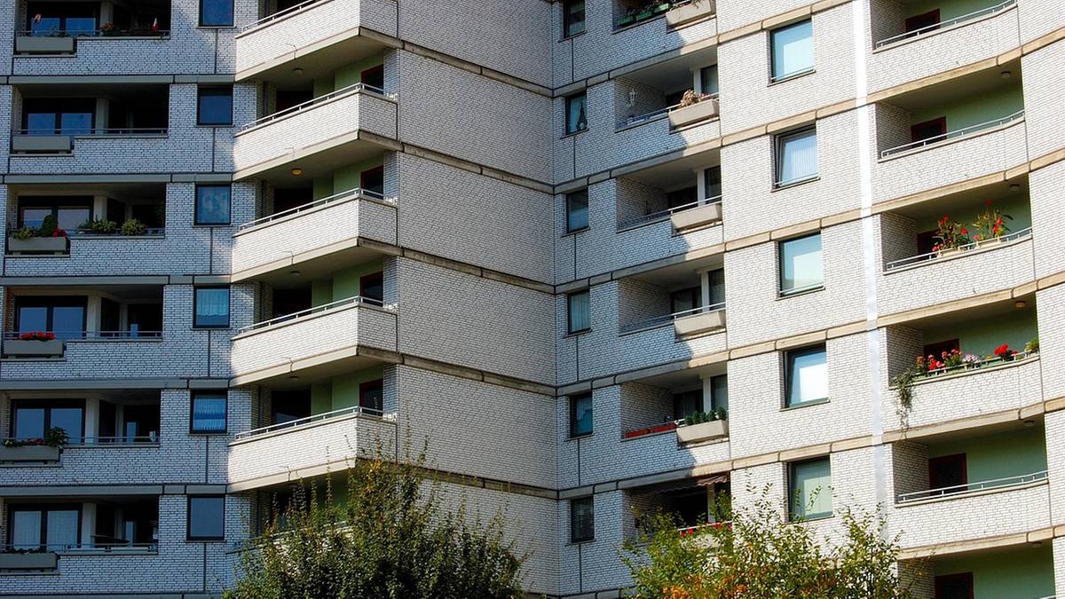 Jadowity pająk Nosferatu dotarł do Polski. Wchodzi do budynków, bez sieci poluje na ofiary