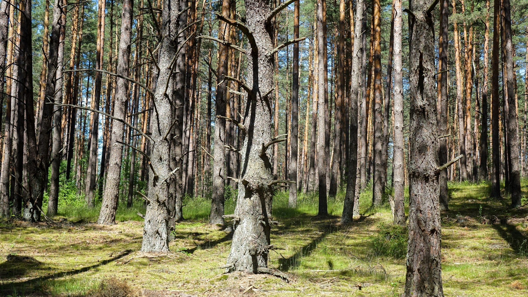 Uroki lata za miastem - zdjęcie 43
