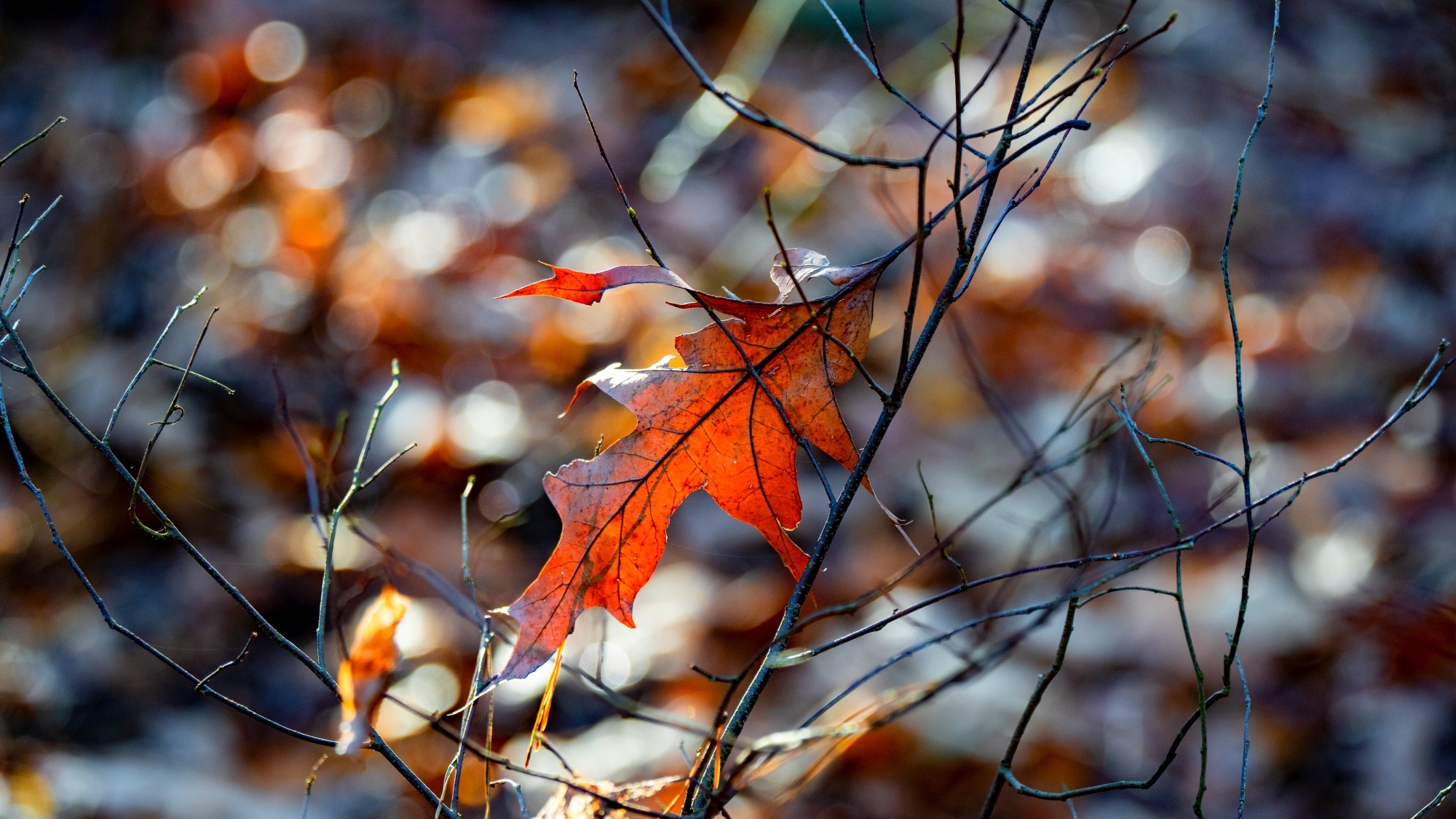 Różne oblicza zimy - zdjęcie 5