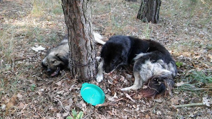 Dwa psy na łańcuchu w lesie. Apel o pomoc w ustaleniu właściciela