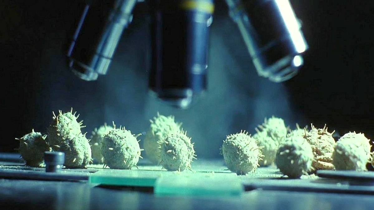 Wyjątkowo dużo pyłków w powietrzu. Fot. Pixabay.