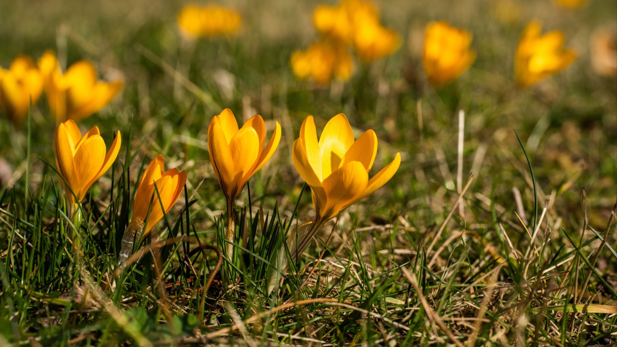 Kraina krokusów - zdjęcie 15