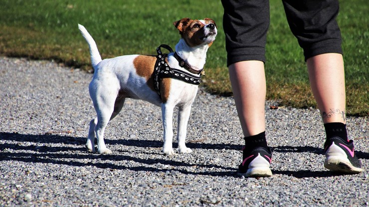 Obowiązkowe godzinne spacery z psem. Takie prawo chcą wprowadzić Niemcy