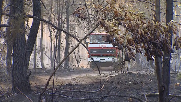 Mazowieckie: 20 ha lasów spłonęło w gminie Odrzywół