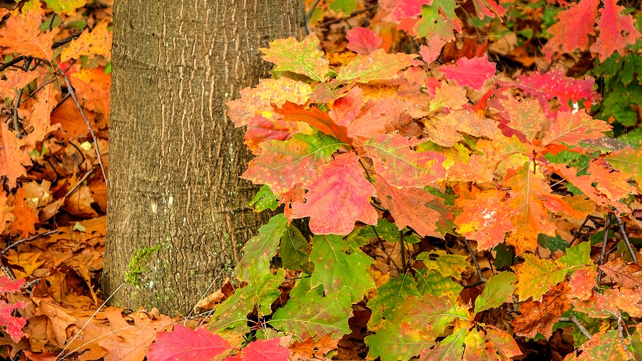 16.10.2020 07:00 Te drzewa zachwycają nas kolorami każdej jesieni. Okazuje się, że są szkodnikami i należy je wycinać