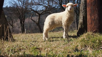 Ktoś porywa owce ze stad norweskich hodowców. Porywacze mogą stosować metodę "na wędkę"