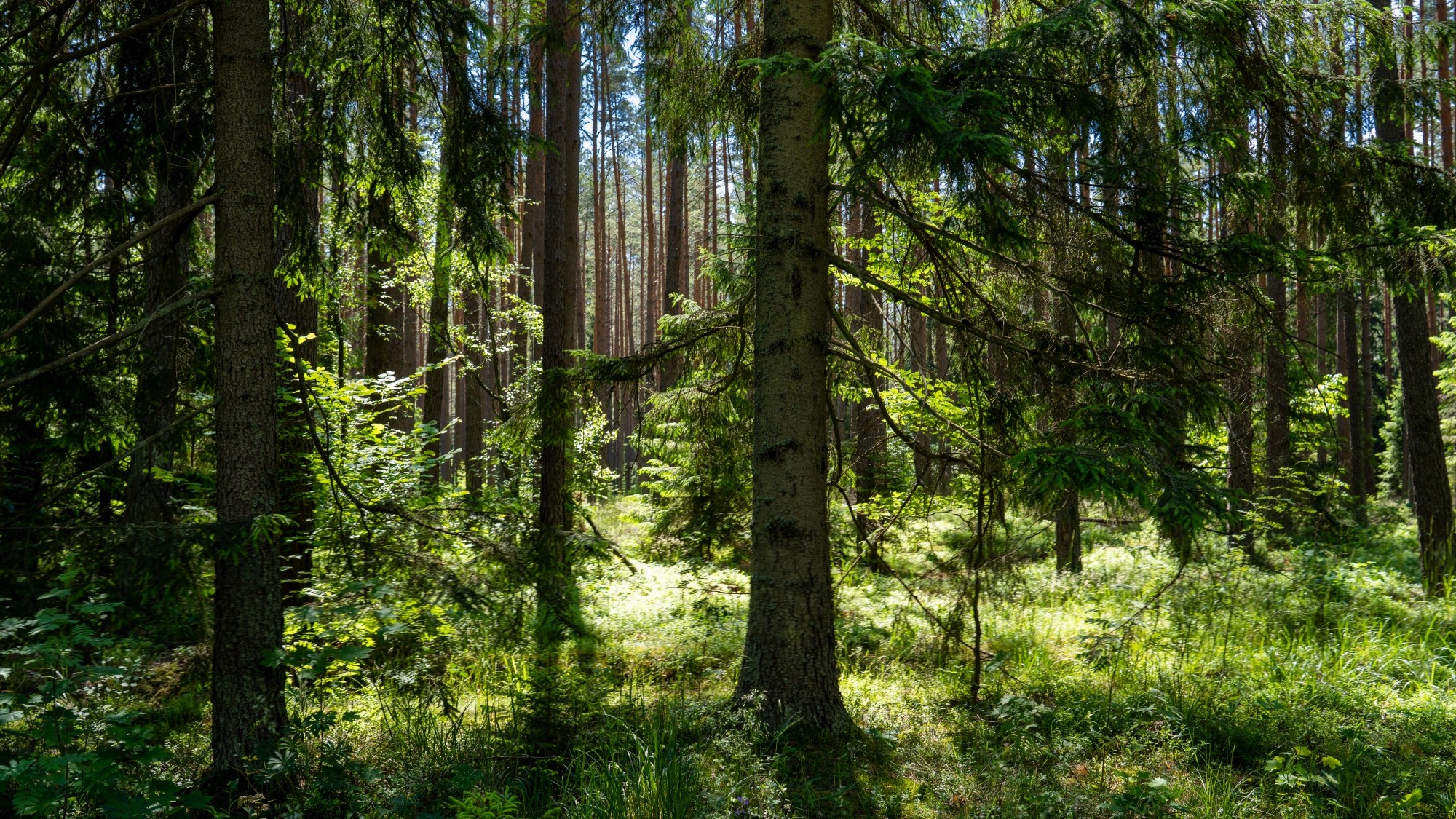 Kolory lata - zdjęcie 75