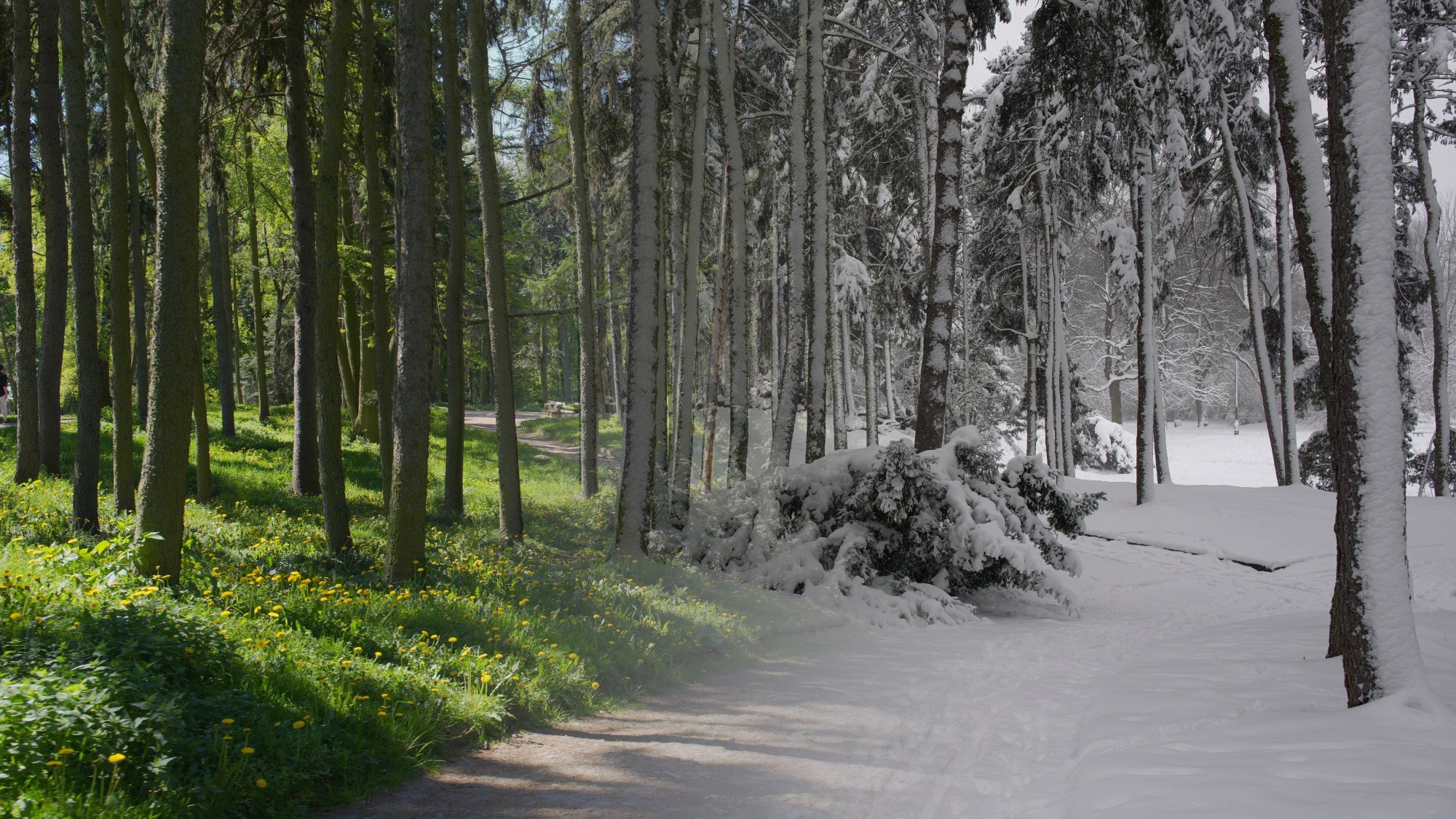 Porównanie wiosny i zimy - zdjęcie 6