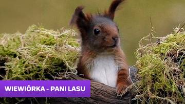 Wiewiórka - pani lasu