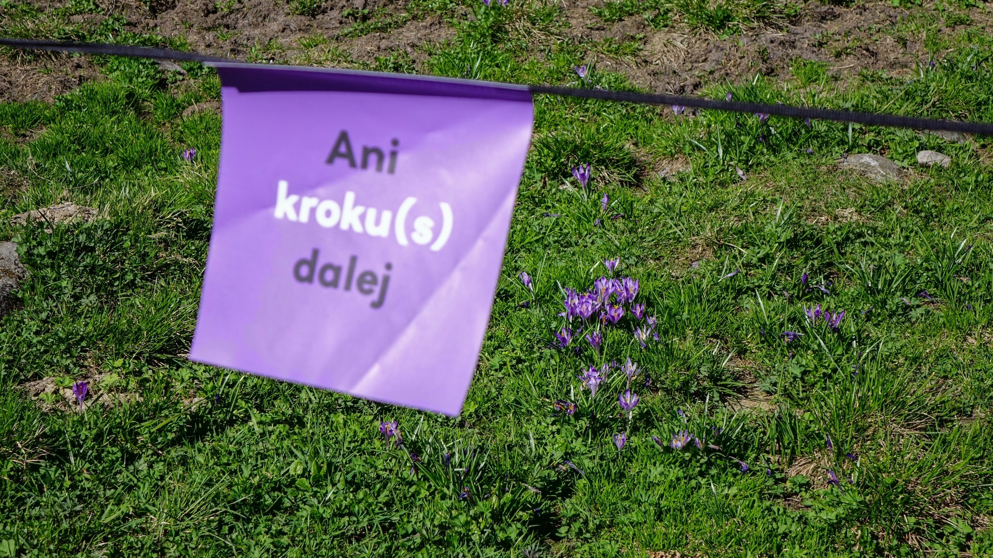 Tatrzańskie krokusy - zdjęcie 4