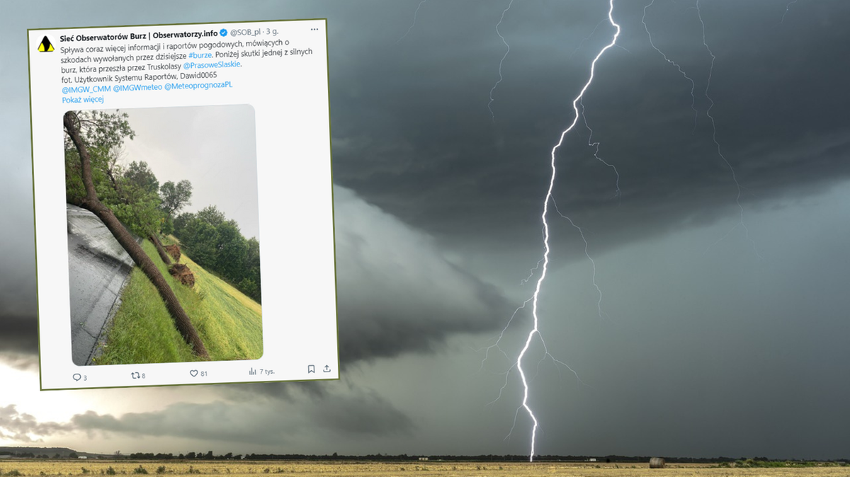 Trzy powalone obok siebie drzewa. Nawałnice przetaczają się  przez kraj