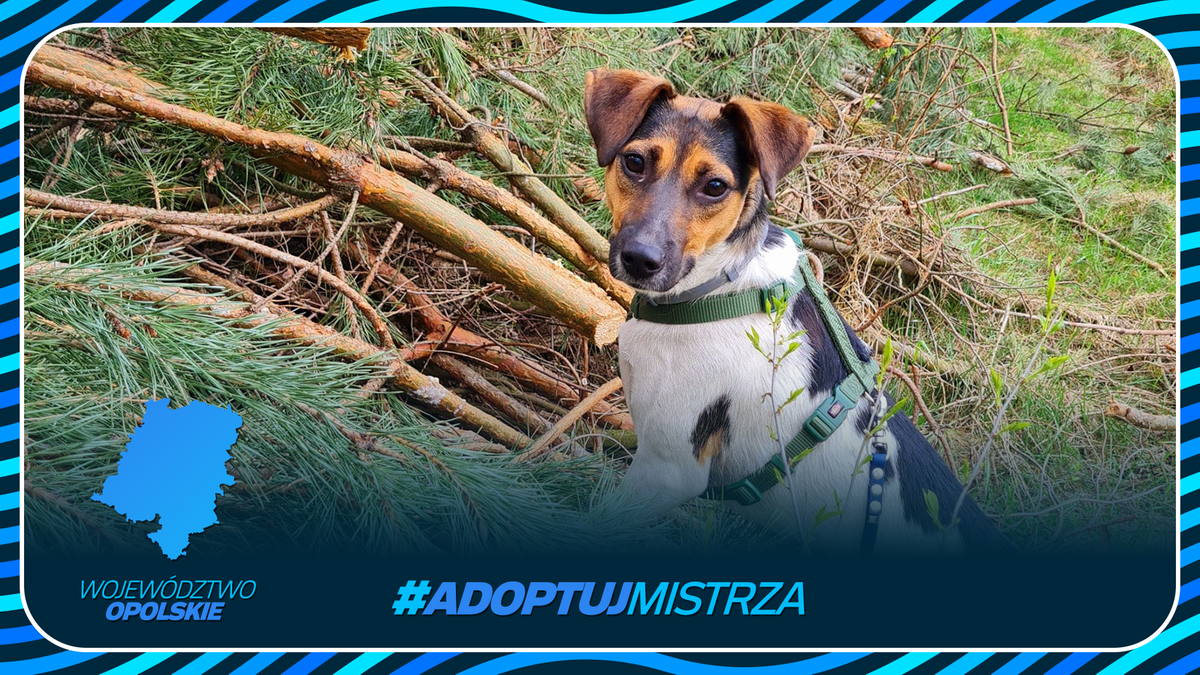 Pies w szelkach siedzi w lesie na tle gałęzi, z widocznym logo województwa opolskiego i hasłem #ADOPTUJ MISTRZA.