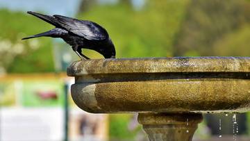 Tajemnicza choroba ptaków w Warszawie. Władze ostrzegają