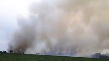 Spłonęło 100 ha zboża. Wielki pożar w okolicach Jarocina