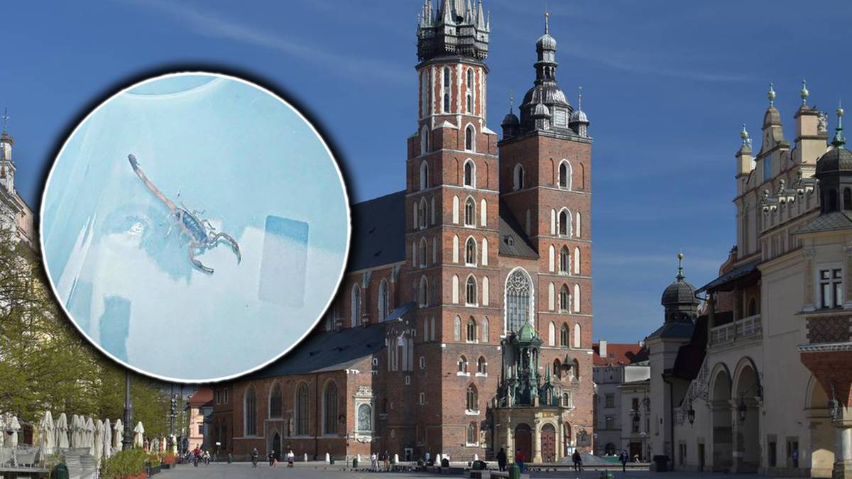 Egzotyczny intruz w kościele Mariackim. Turysta wszczął alarm