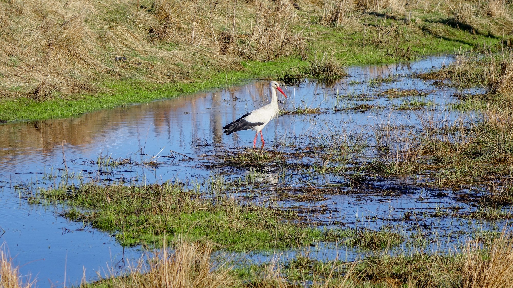 Z kamerą wśród zwierząt - zdjęcie 70
