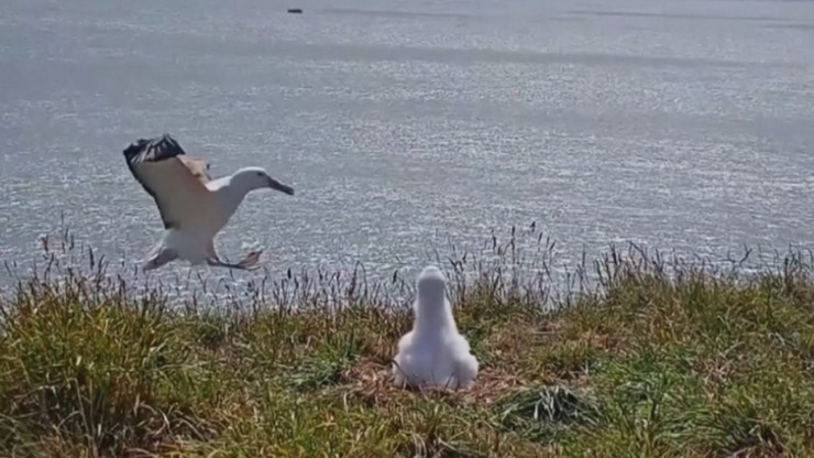 Nietypowe lądowanie albatrosa [WIDEO]
