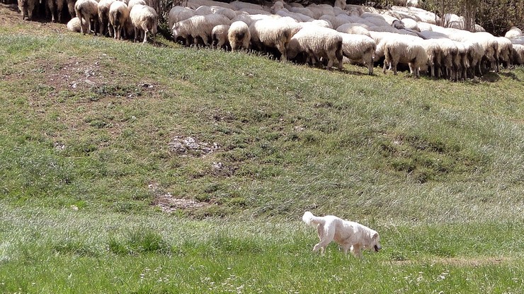 Owczarki dla hodowców owiec z Warmii i Mazur, by strzegły stad przed wilkami