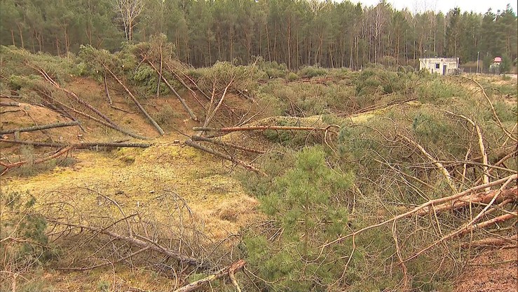 Klub PiS złożył projekt nowelizacji ustawy o ochronie przyrody ws. wycinki drzew