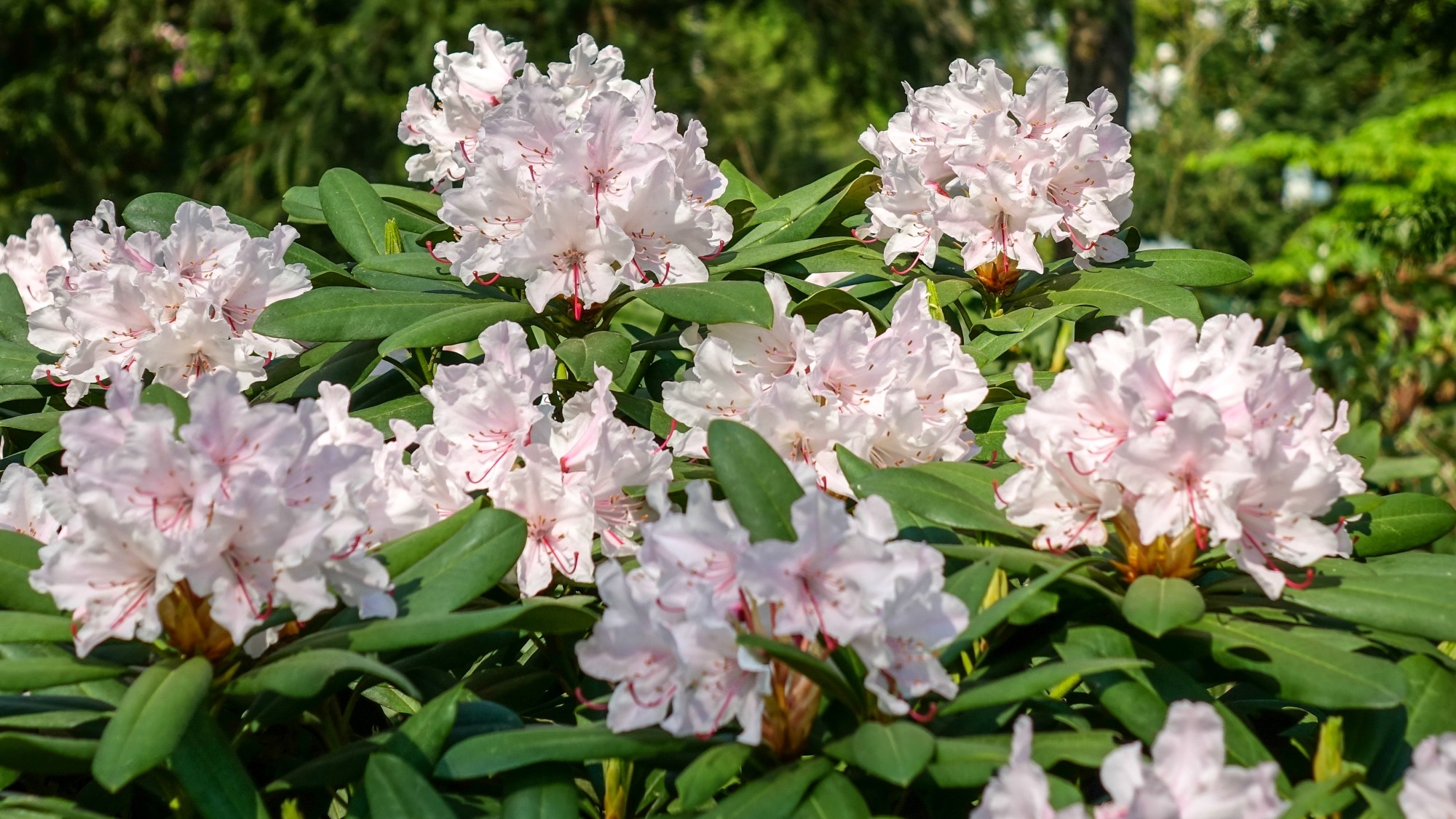 Kwitnąca wiosna - zdjęcie 9