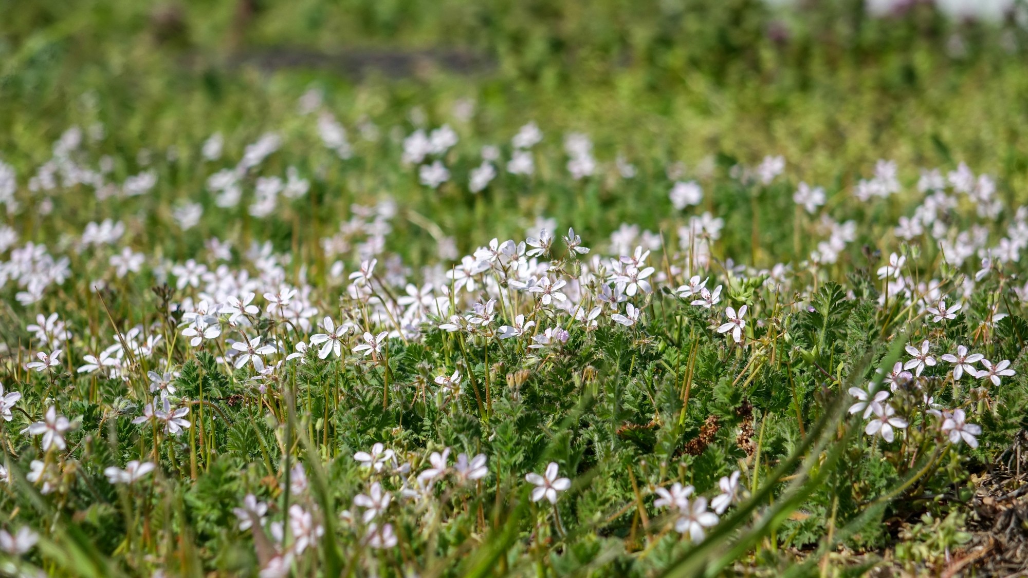 Kwitnąca wiosna - zdjęcie 21