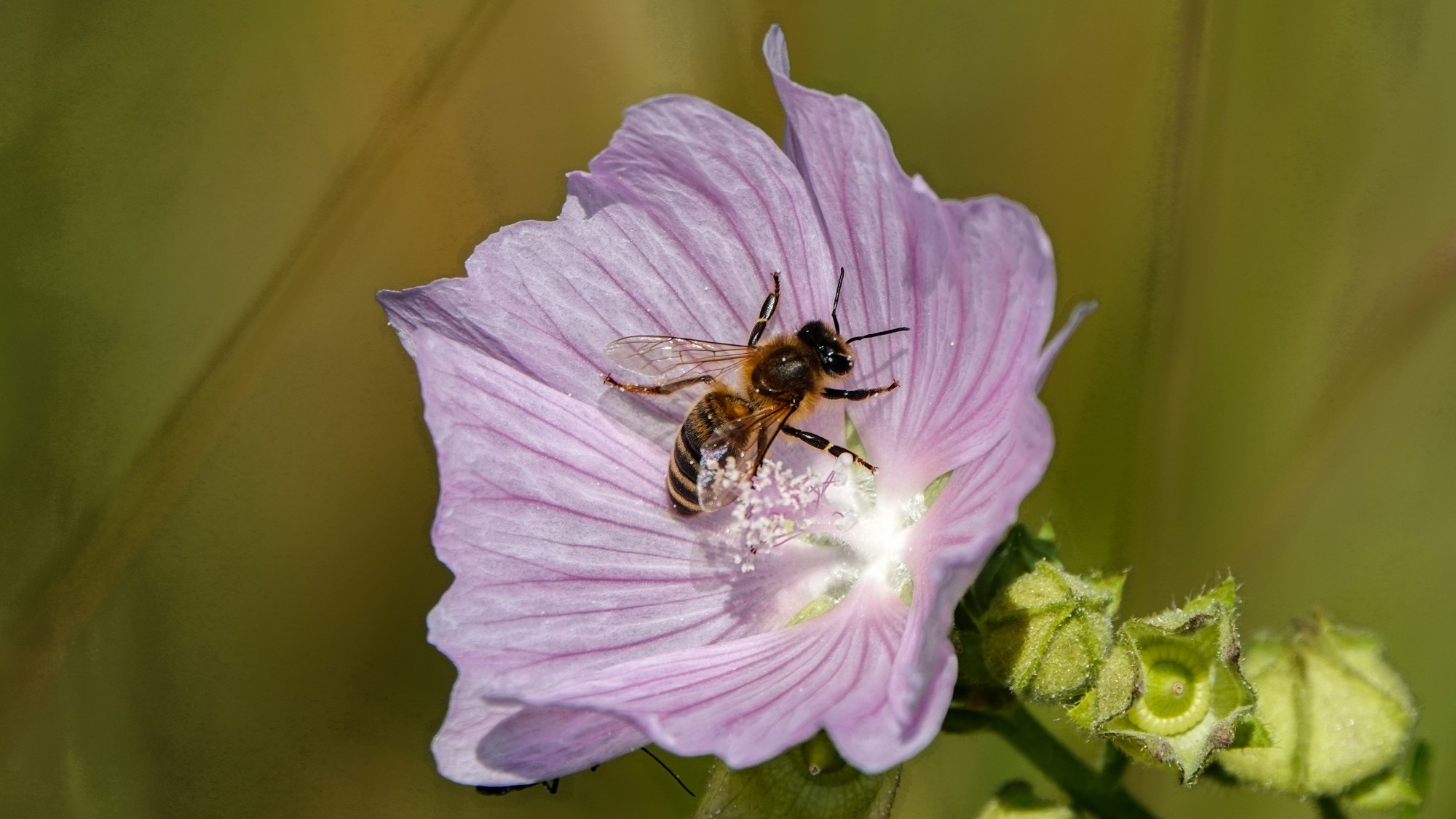 Środek lata w plenerze - zdjęcie 48