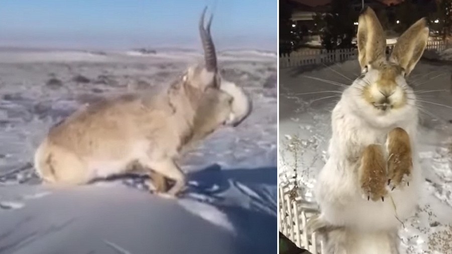 Zamarznięte na kość zwierzęta w Rosji i Kazachstanie. Fot. YouTube / Ultramix TV.