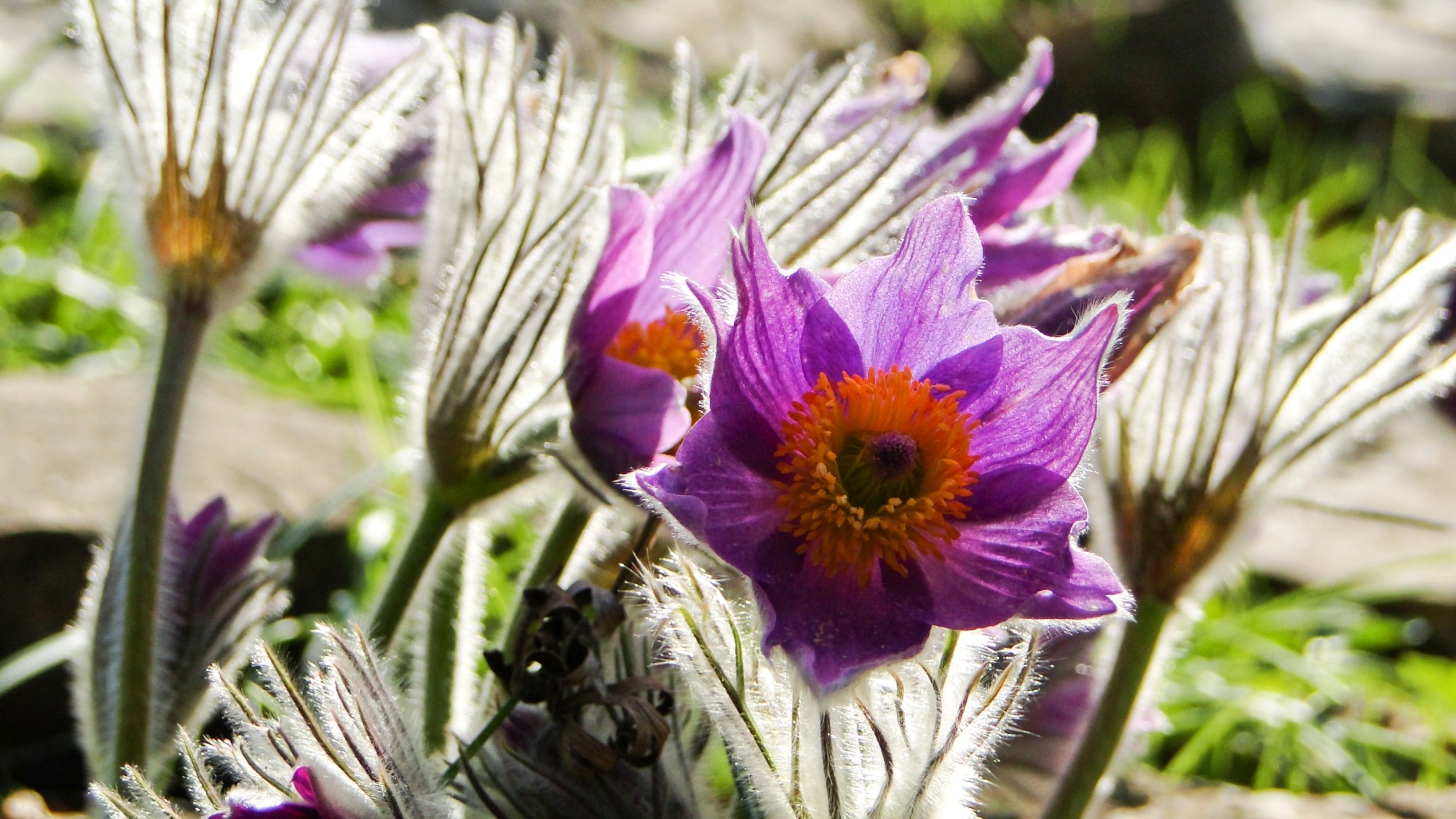 Wiosna radosna - zdjęcie 14