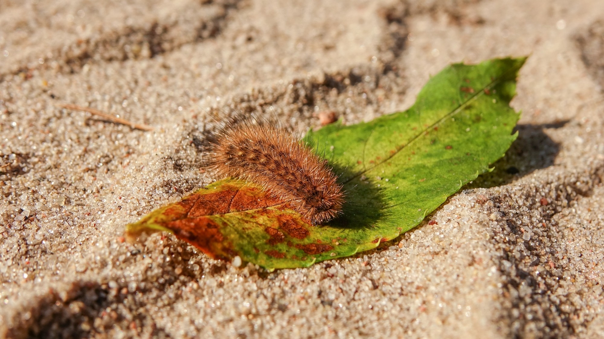 Z kamerą wśród zwierząt - zdjęcie 73