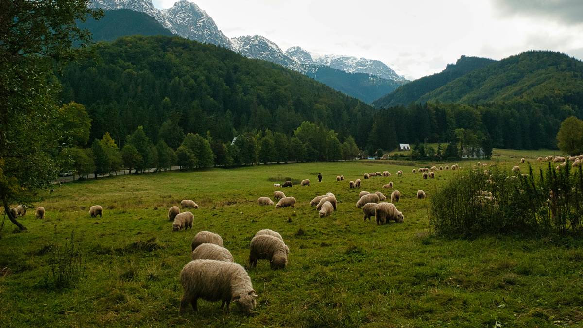 Ginący zawód wraca do łask. Zainteresowanie kursami jest duże