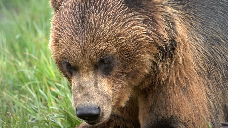 Słowacja: zamiast odstrzału niedźwiedzi, specjalne boksy na śmieci