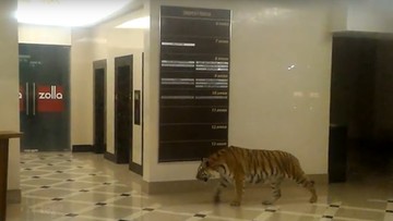 Tygrys w holu centrum handlowego w Rosji. Nikomu nic się nie stało [WIDEO]