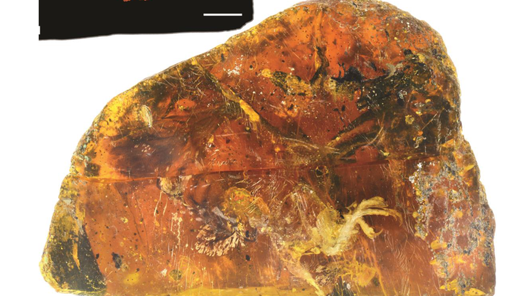 Szczątki pisklęcia przetrwały w bursztynie 99 milionów lat. Udało się odtworzyć wygląd wymarłego gatunku