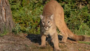 Puma grasuje na Dolnym Śląsku? Alarm po powiadomieniu od kobiety