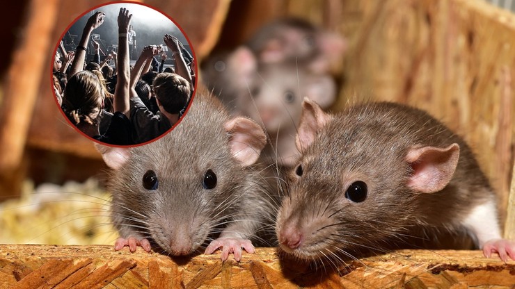 Naukowcy: Szczury czują rytm, tak jak ludzie. Słuchały Queen i Lady Gagi