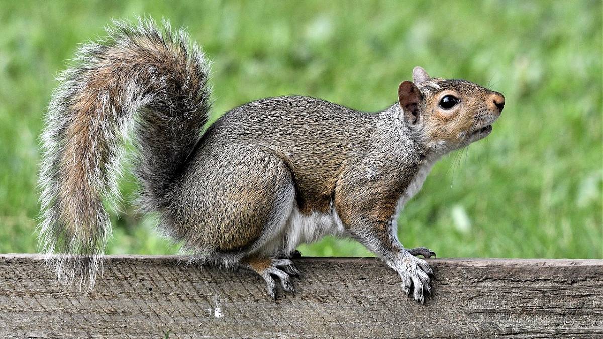 Wiewiórka szara może dotrzeć do Polski. Fot. Pixabay.